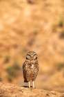 USA, California, Anza Borrego Desert State Park. Burrowing owl close-up. Art Print